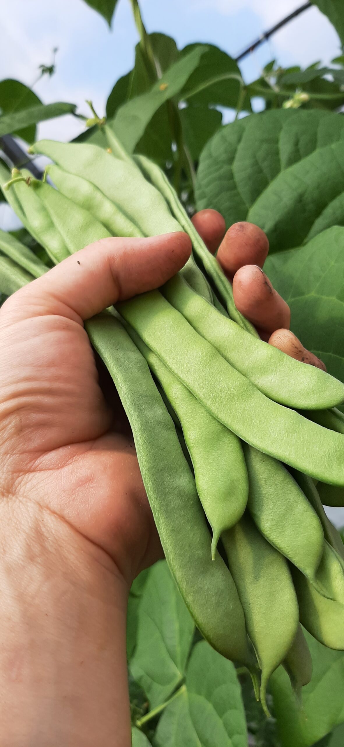 Haricots verts plats