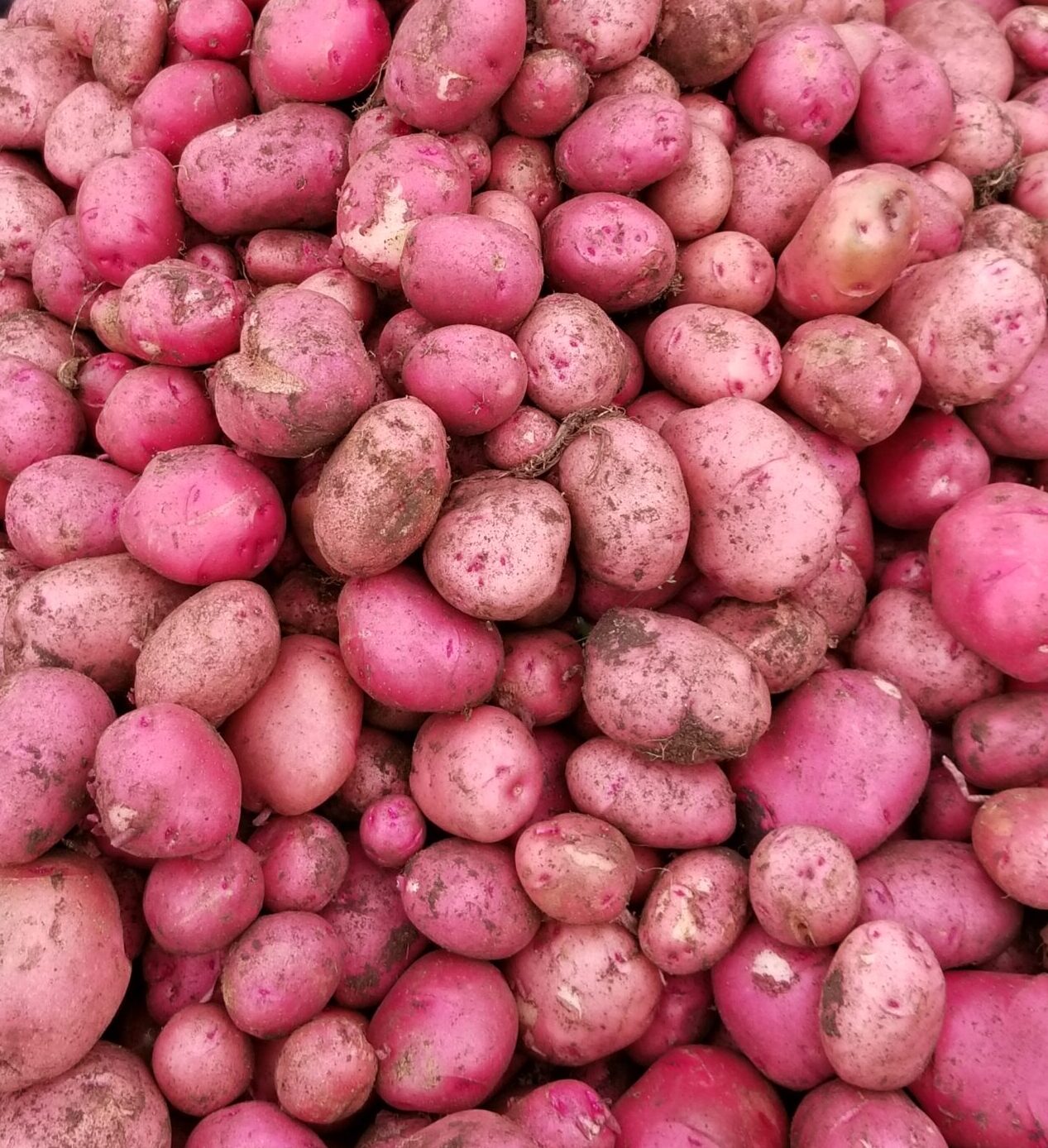 Pomme de terre rouge (5 lbs)