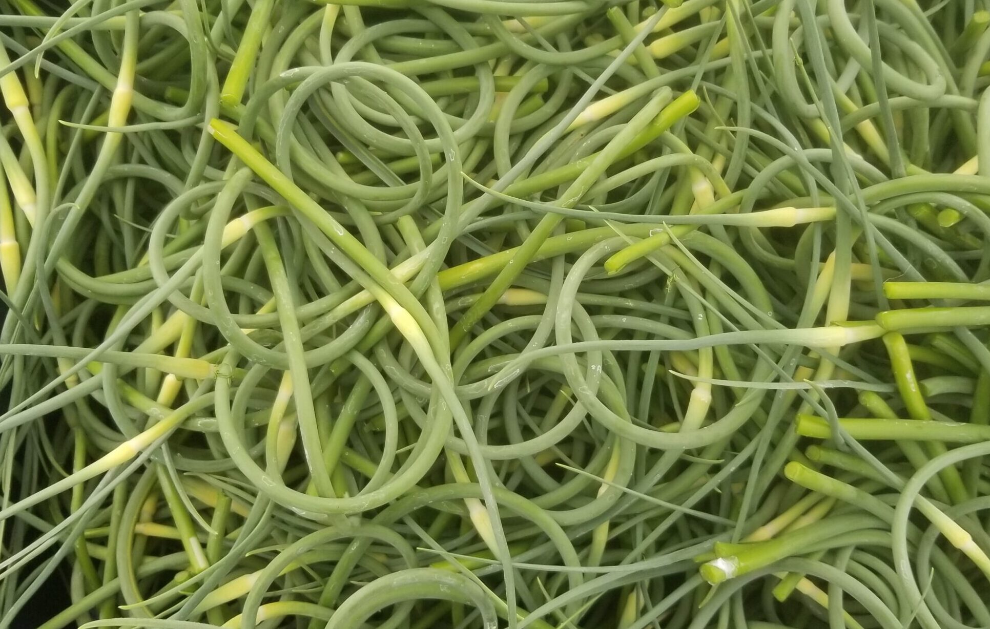 Fleur d'ail