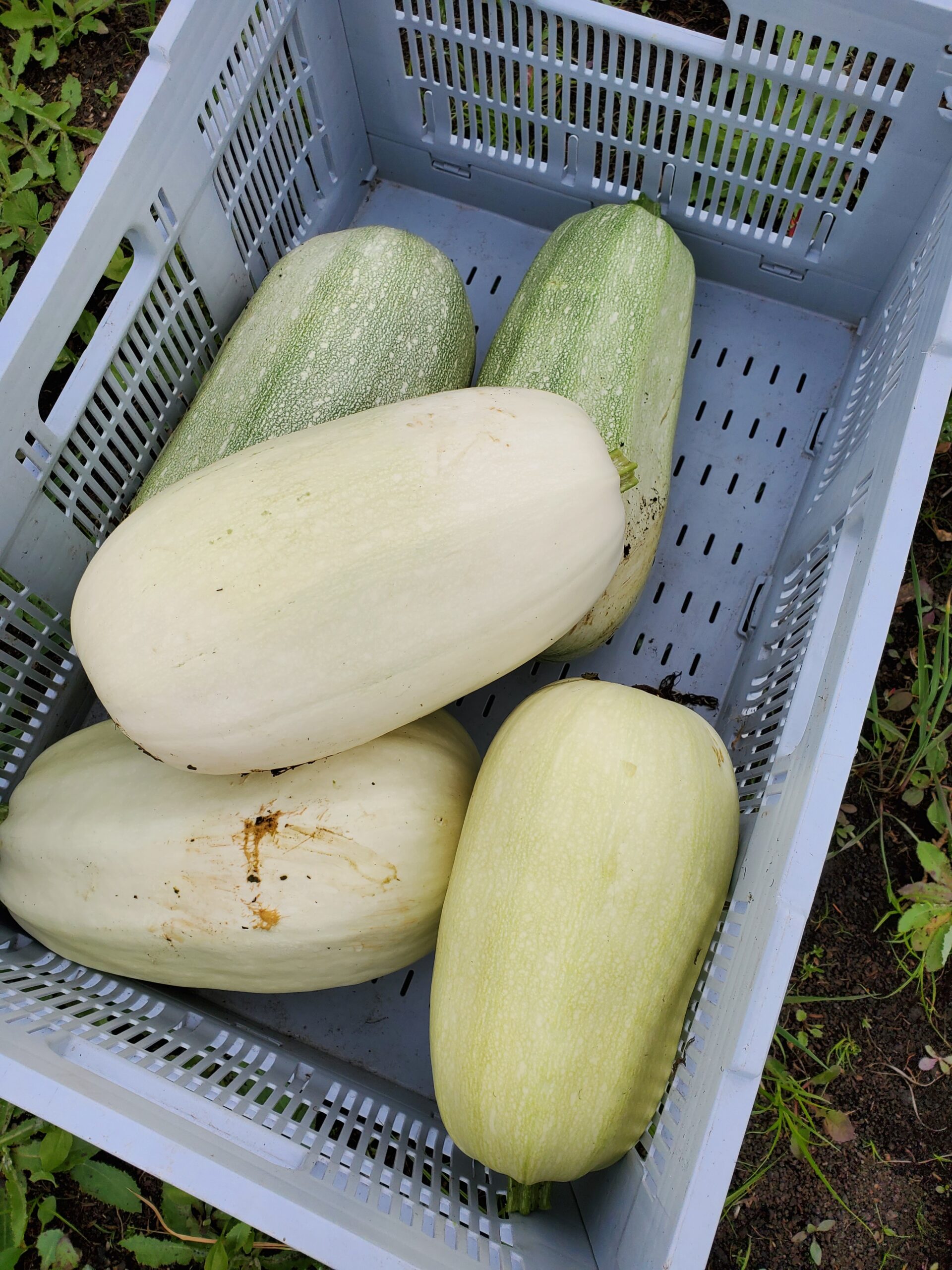 Courge spaghetti