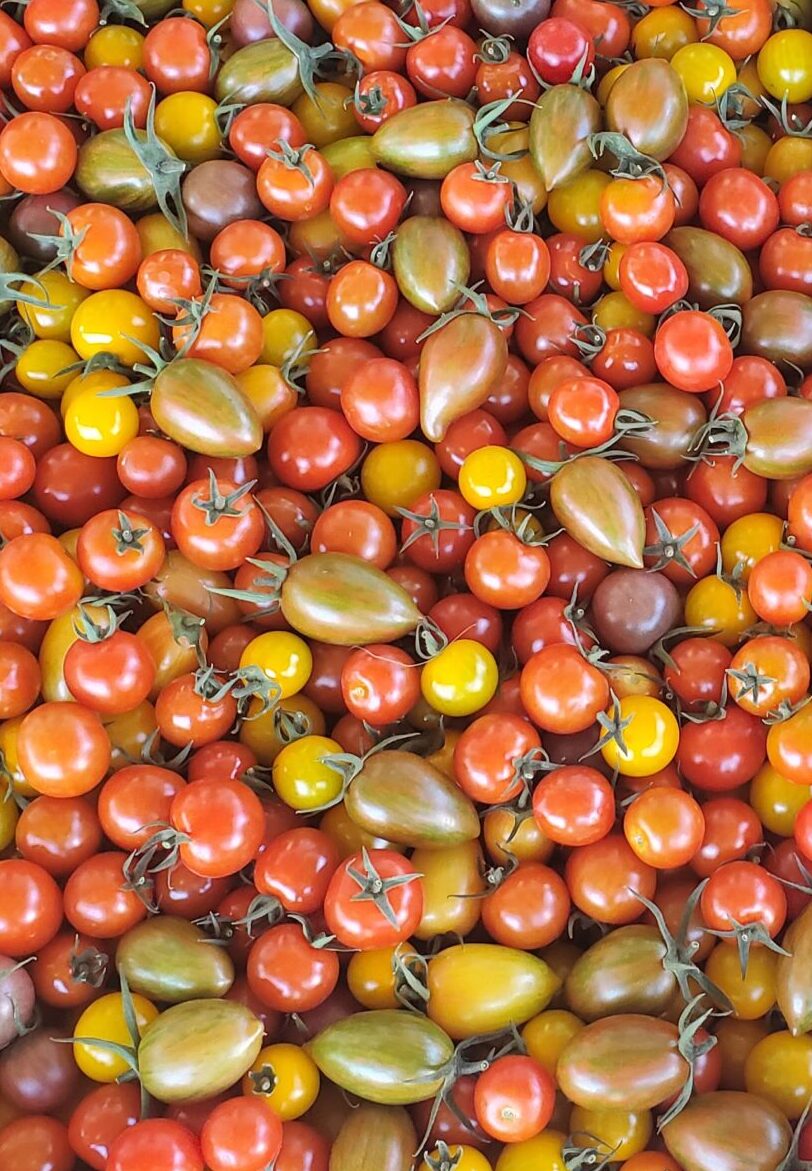Tomates cerises 1lbs