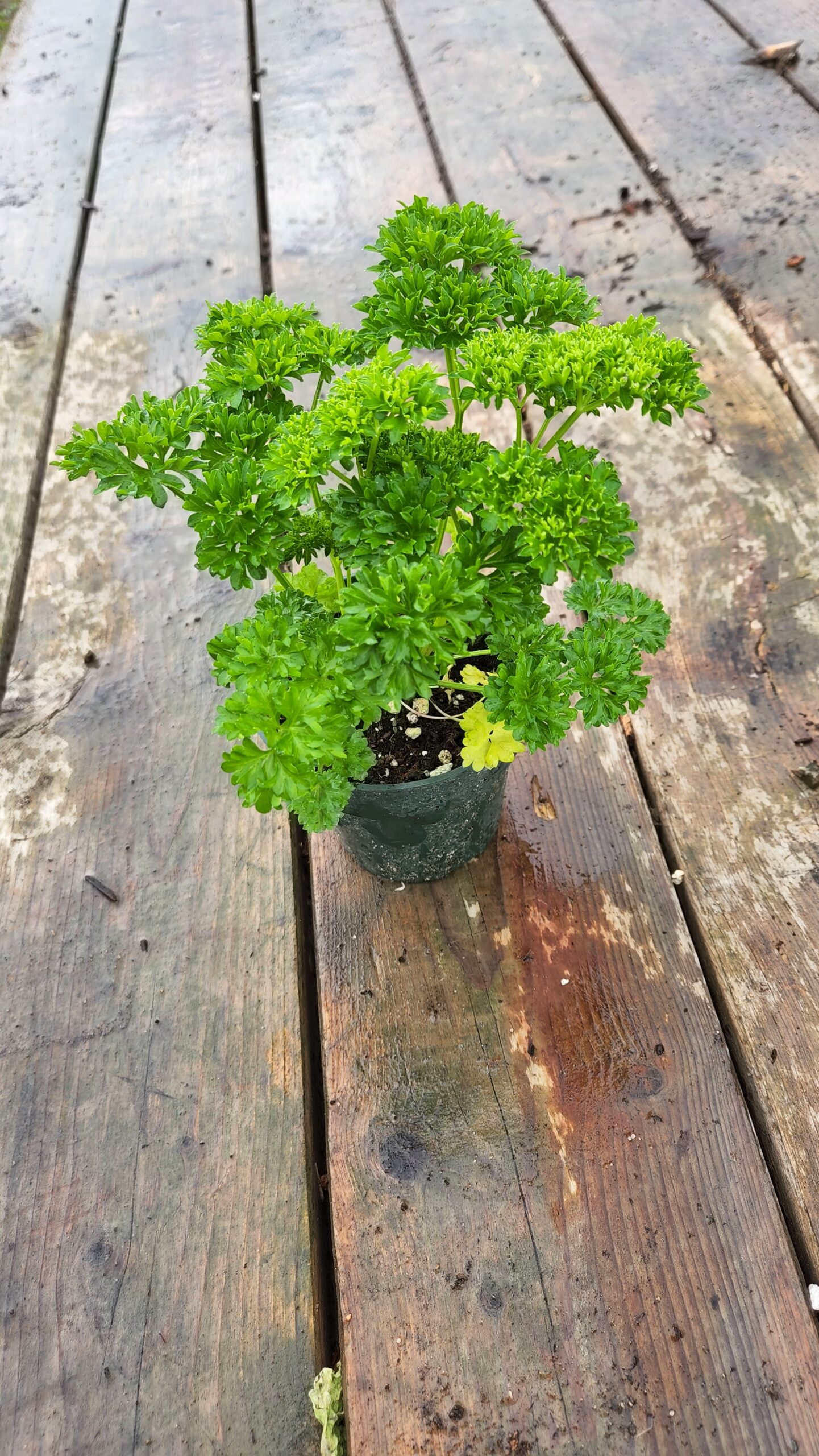 Plant de persil