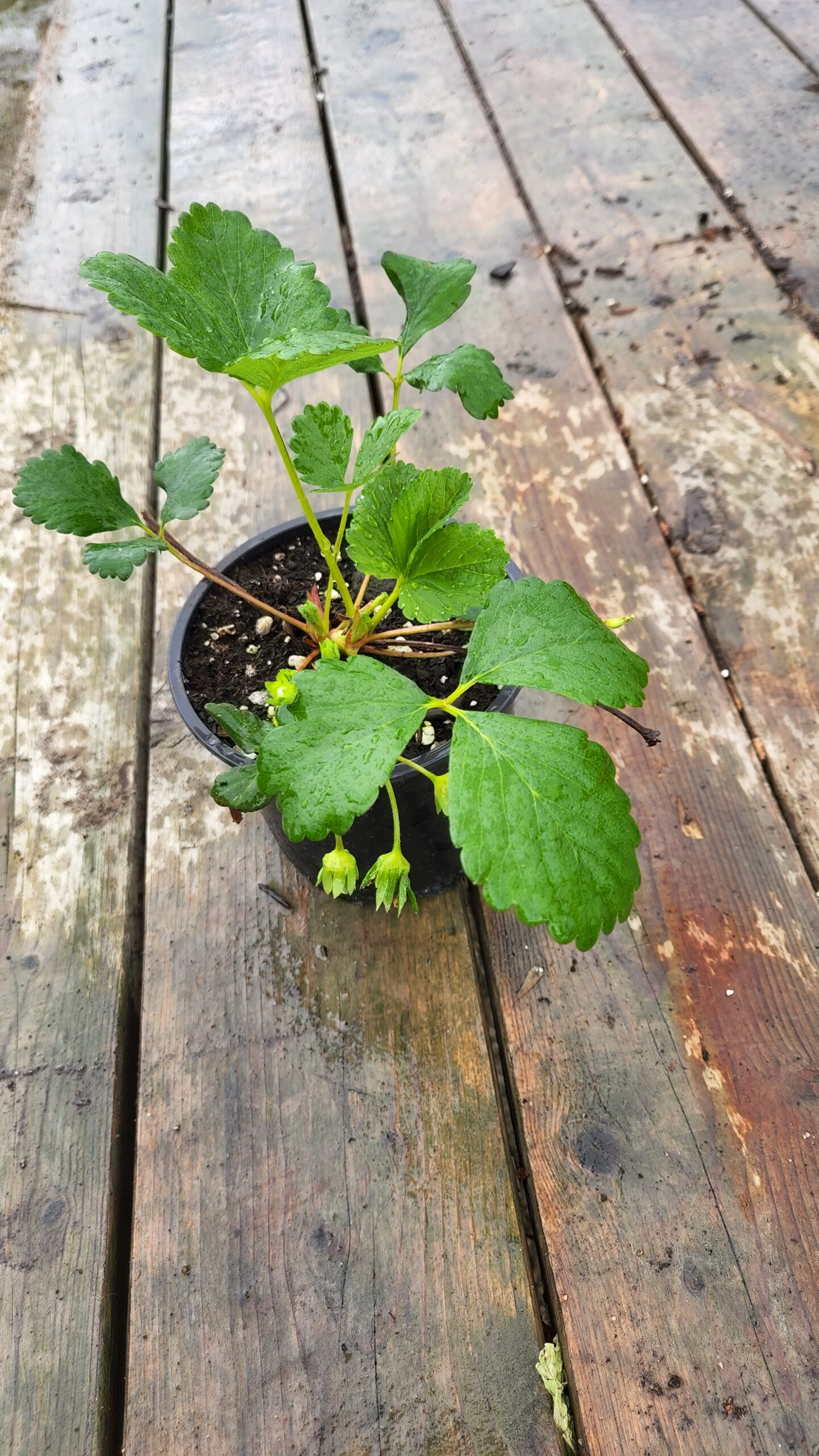 Plant de fraise