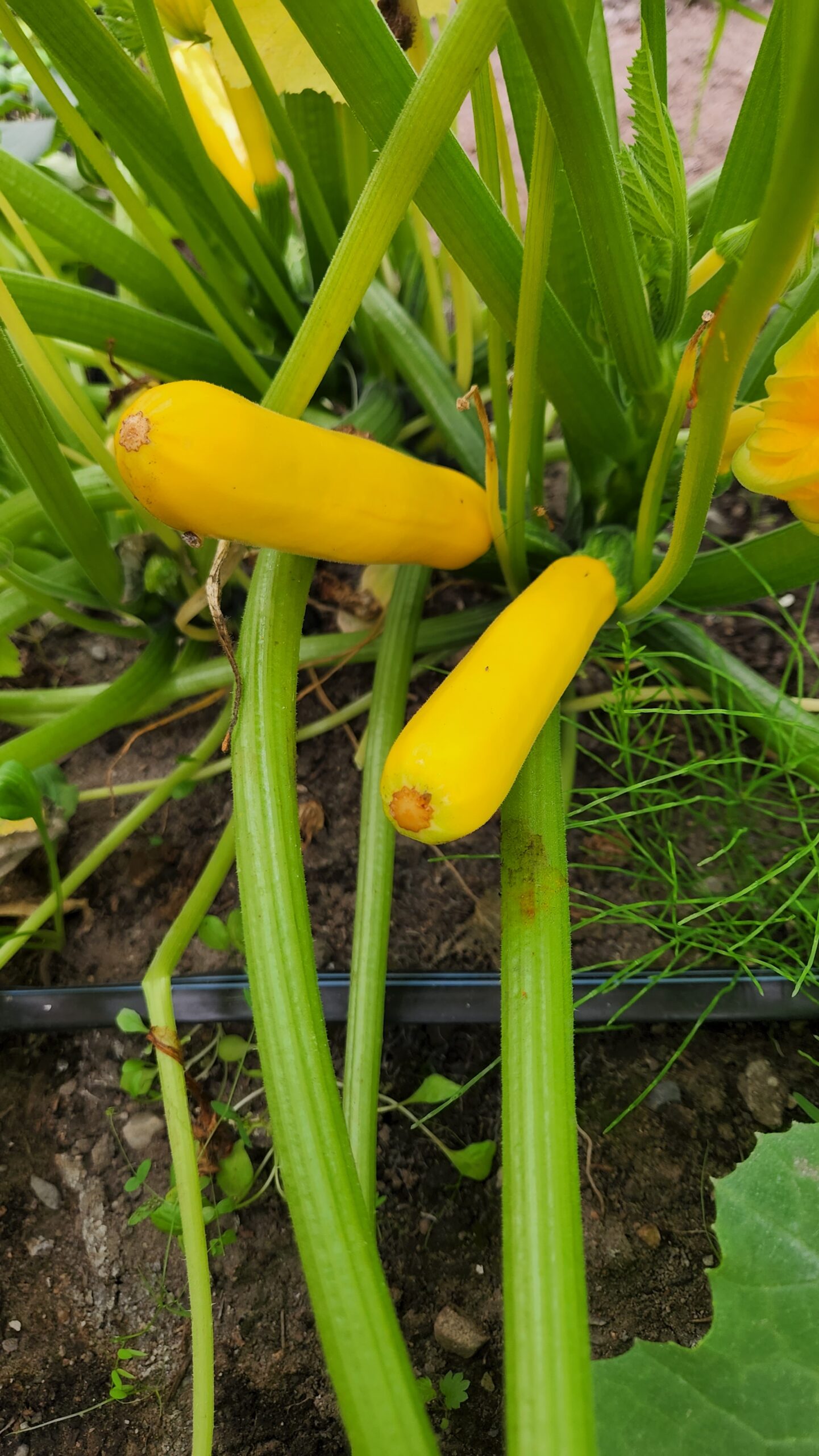 Courgette surprise jaune ou vert 1lb