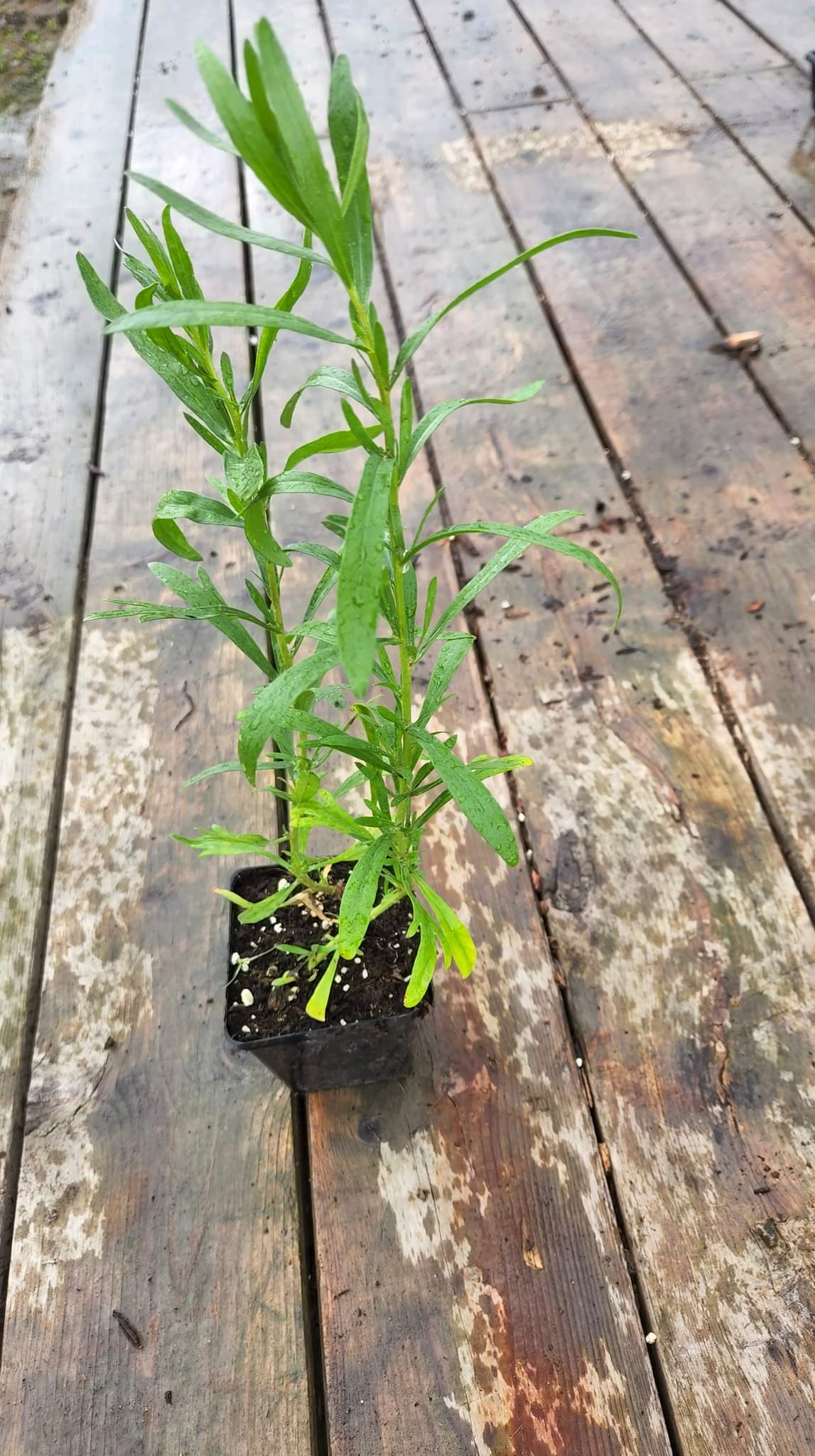 Plant d'estragon