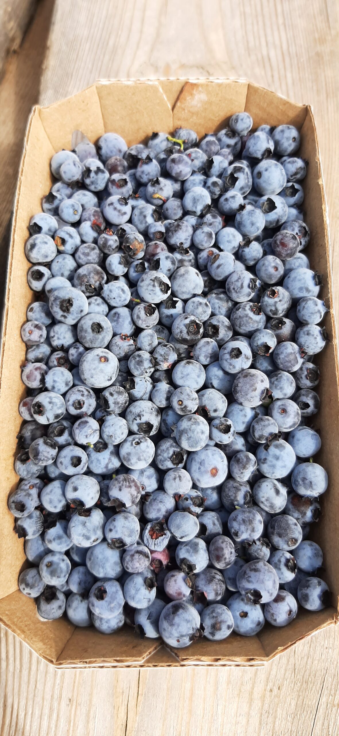 Bleuets 1l