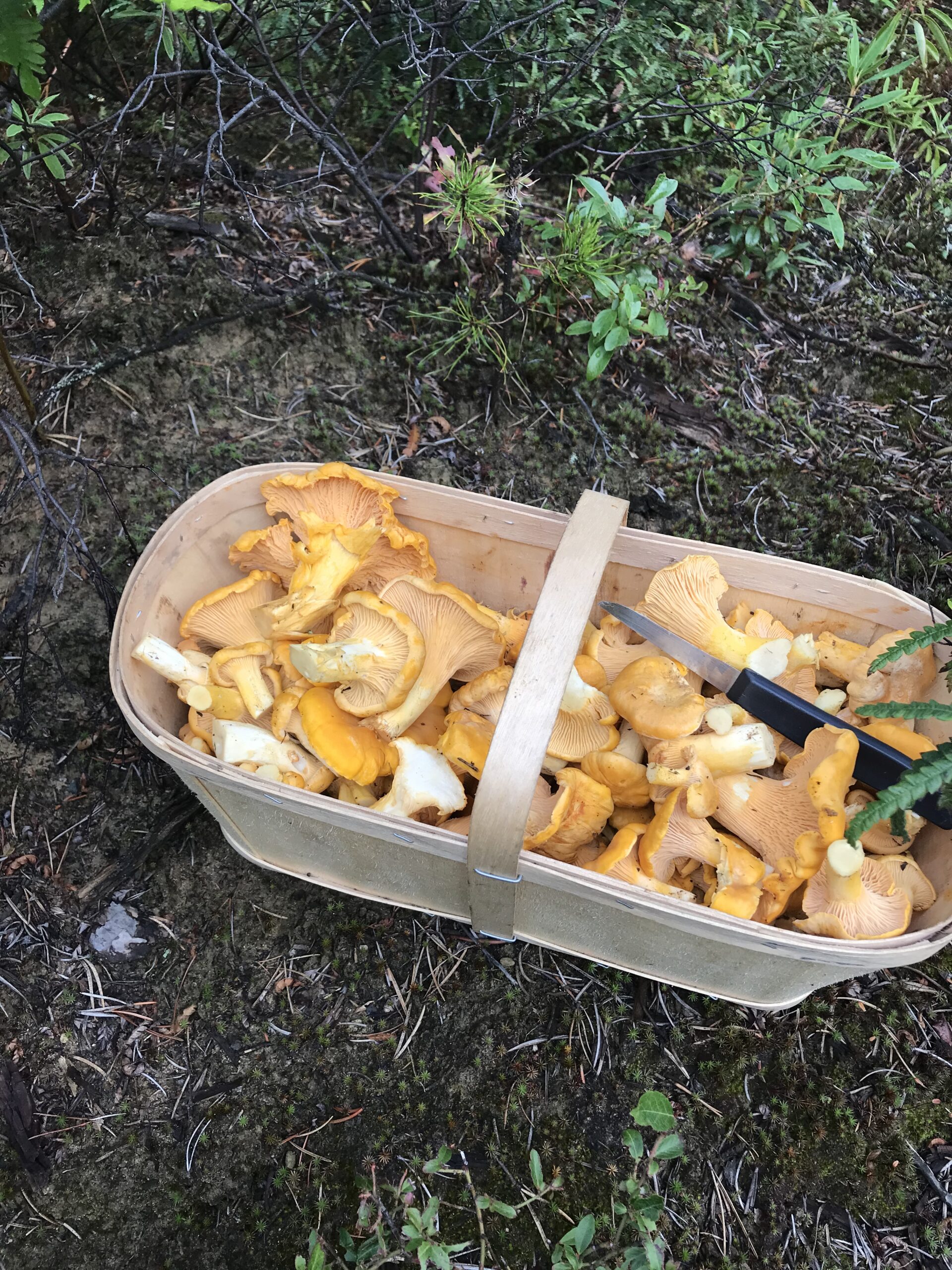 Chanterelles marinées à l’huile d’olive (Copie)