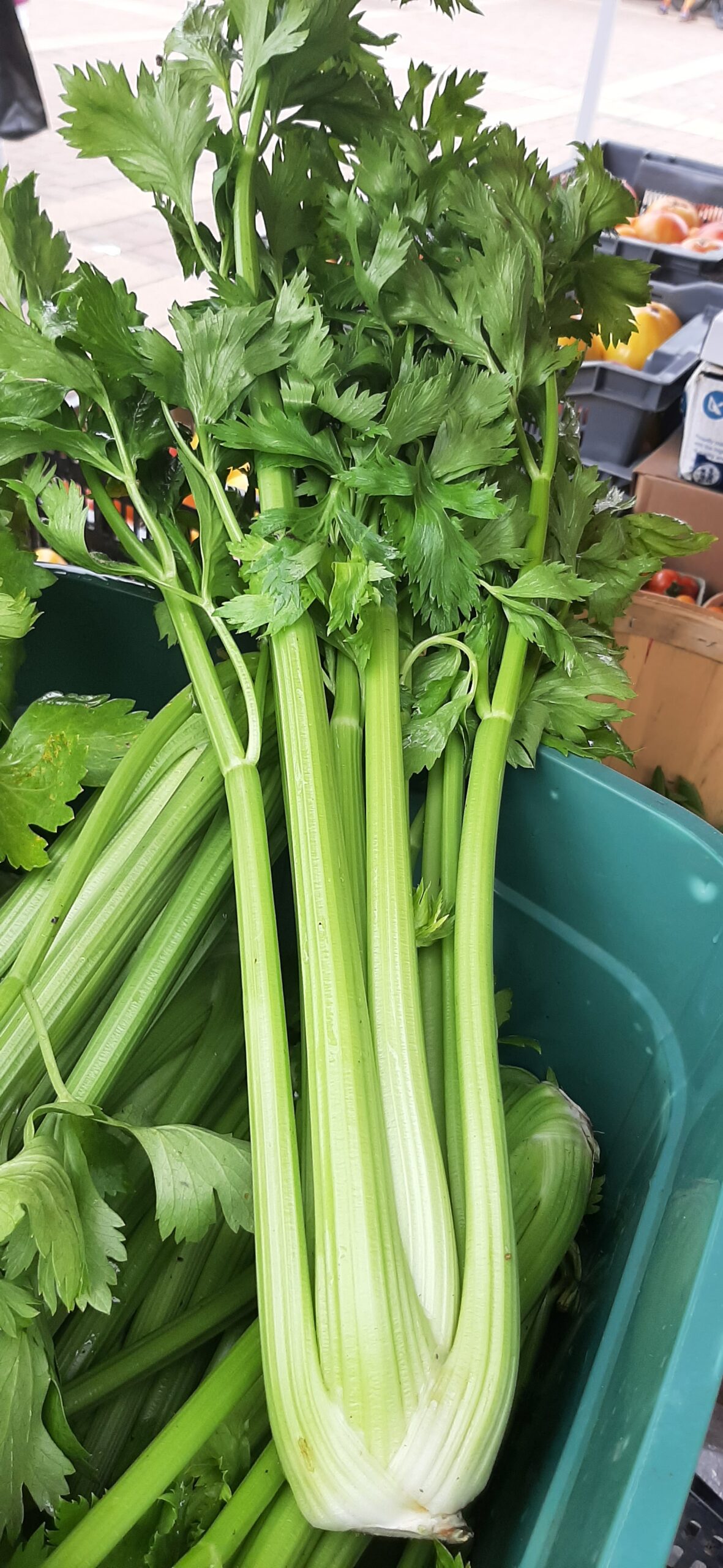 Celeri
