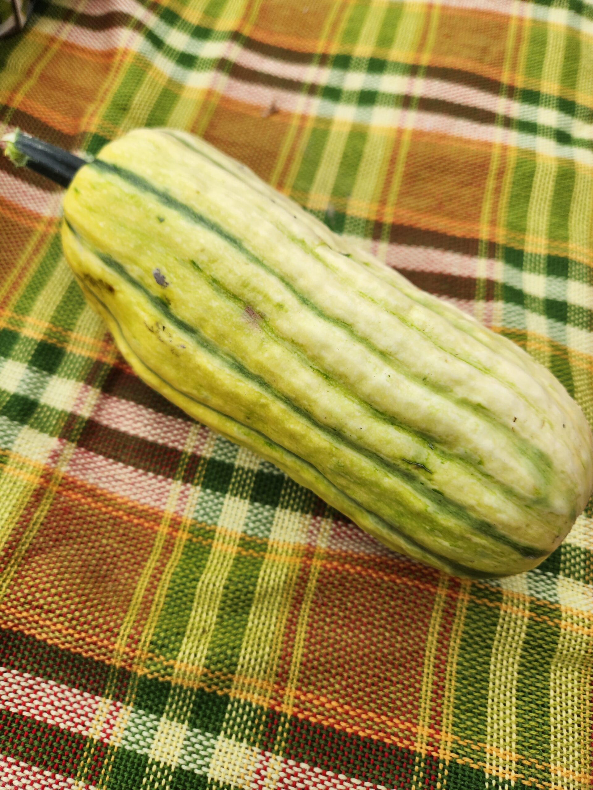 Courge délicata