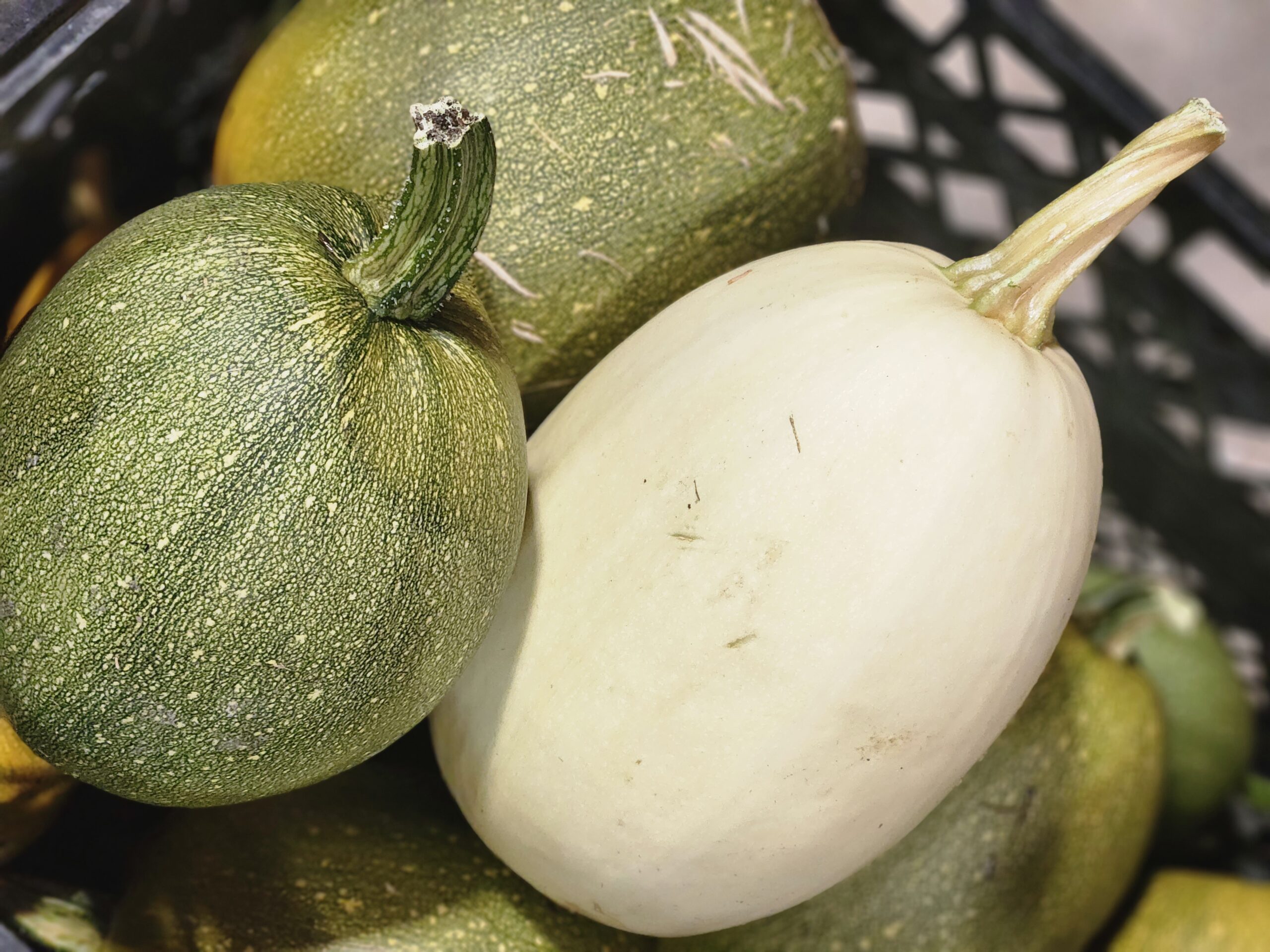 Courge à spag variété surprise
