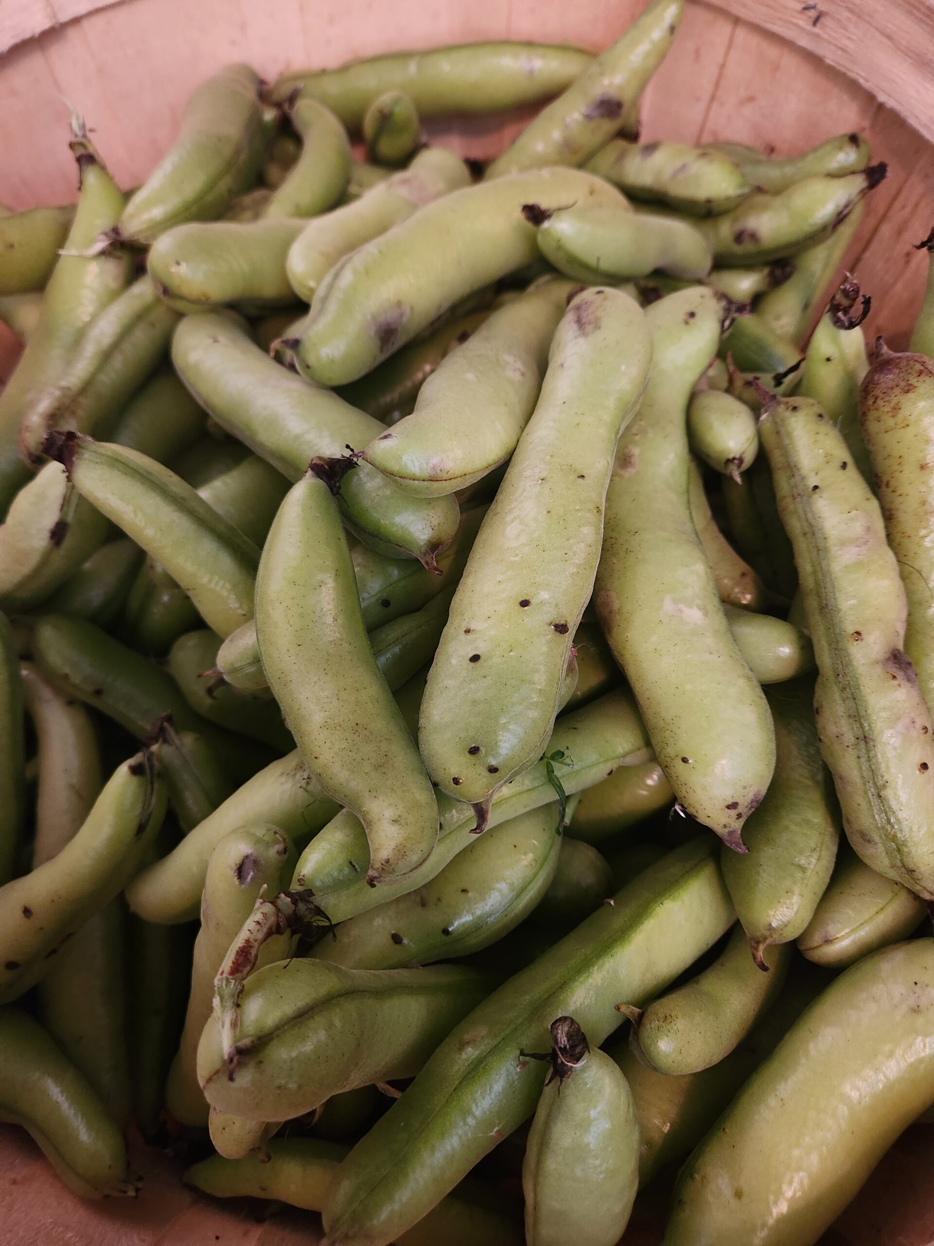 Gourganes