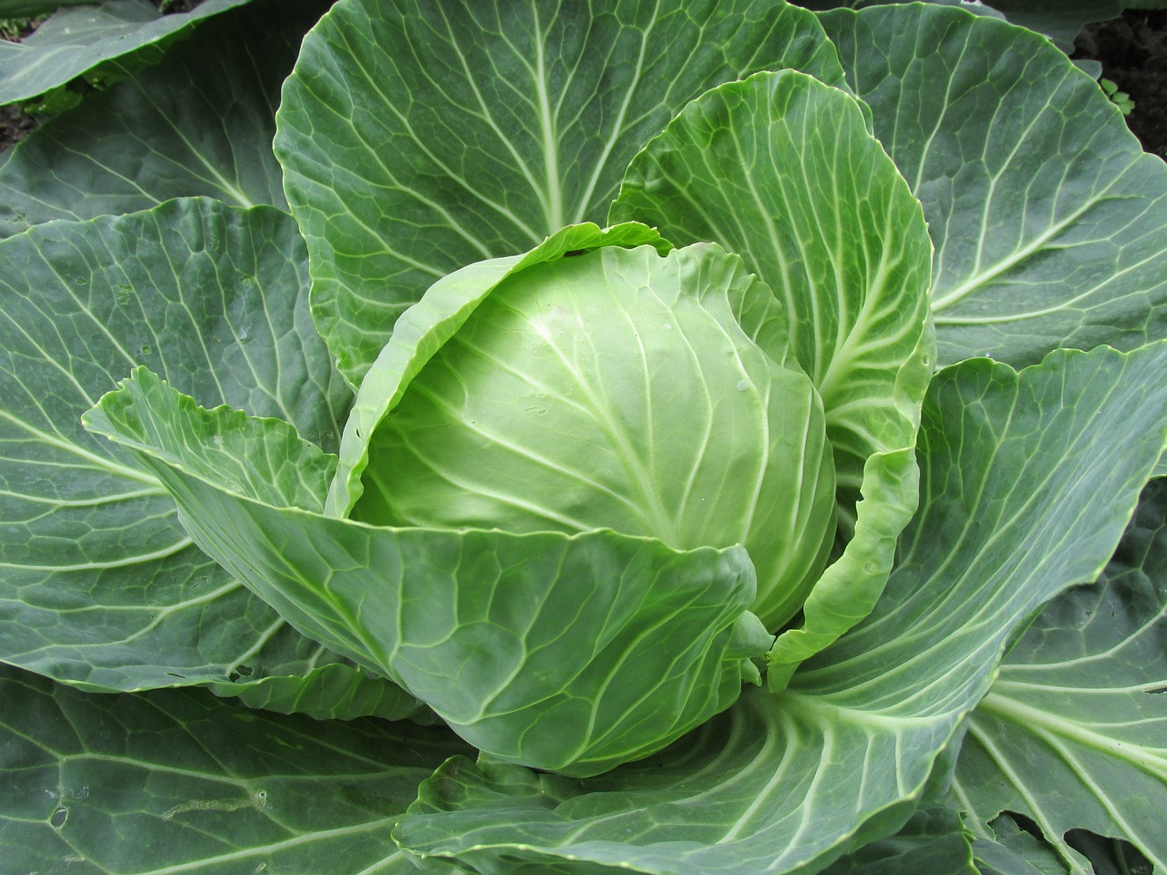 Chou vert