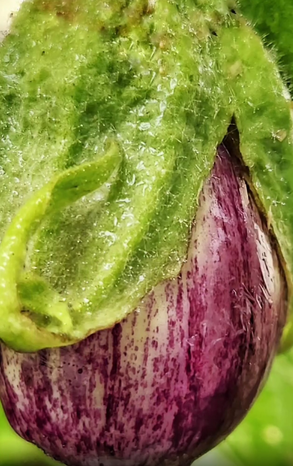 Aubergine