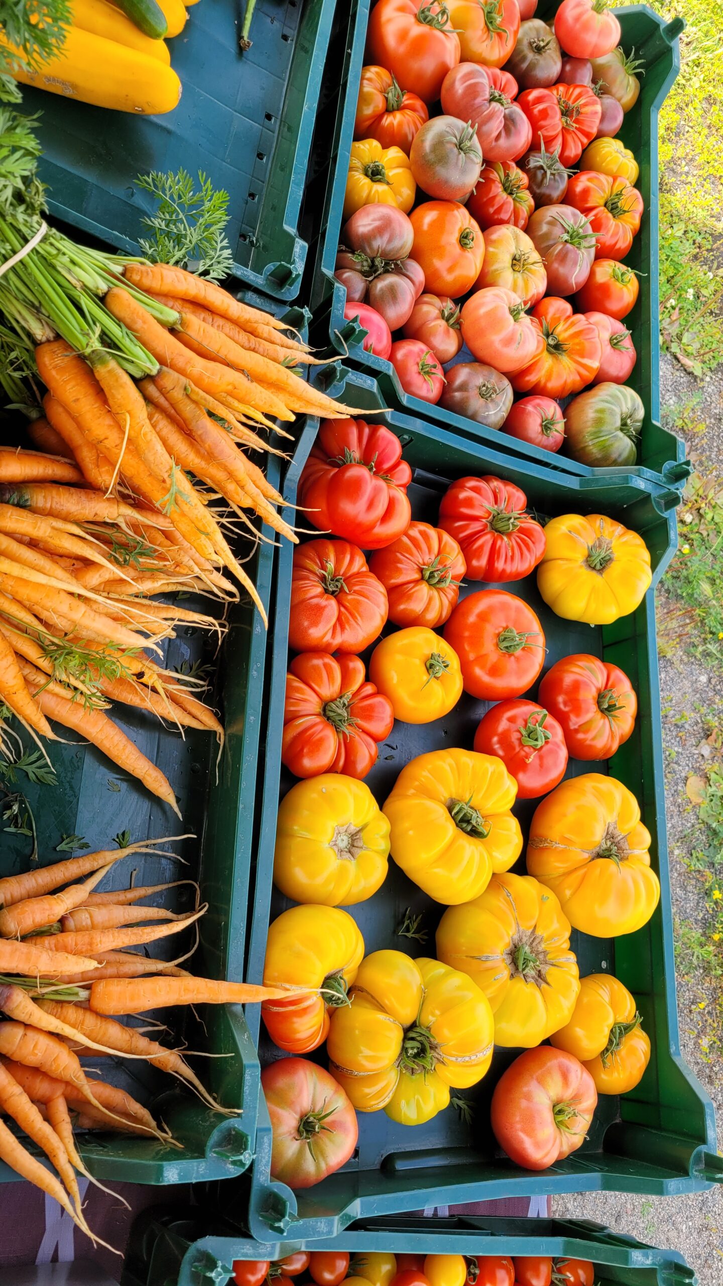 Tomate ancestrale