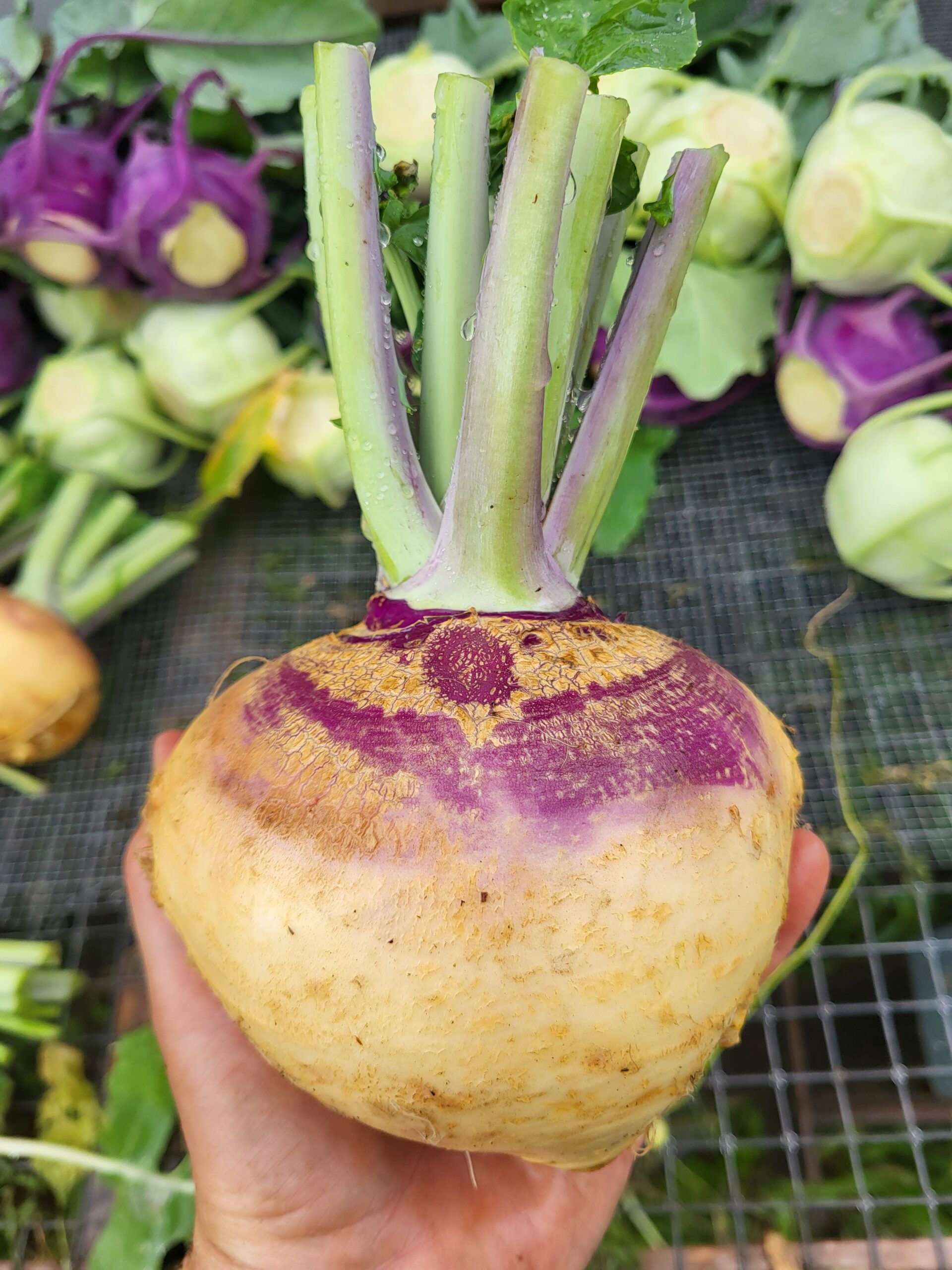 Rutabaga bio